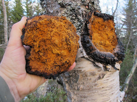 Chaga Chunks